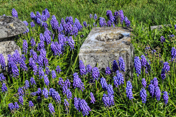An early pretender to the bluebell's crown is the purple / indigo grape hyacinth (Muscari armeniacum), an early spring bloomer. Shown here is a typical spring carpet of these flowers, surrounding cemetery ornaments.