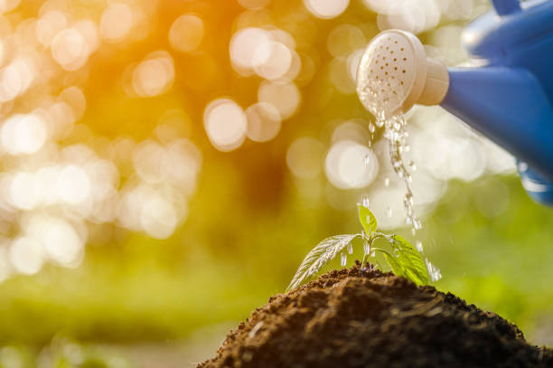 istock Water young Plant Growing the soil. 1173557978