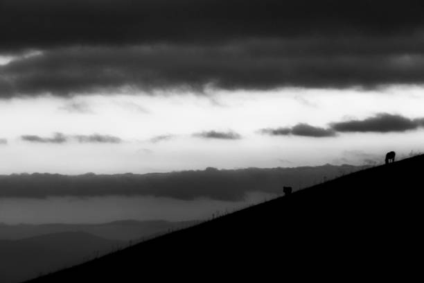 istock Distant horses silhouettes over a mountains against a beautiful sky at dusk 1173560490