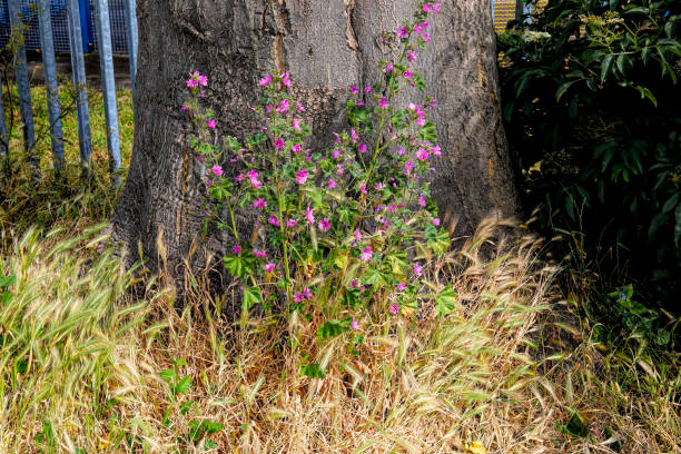 istock Common mallow Malva sylvestris next to a tree trunk 1173560856