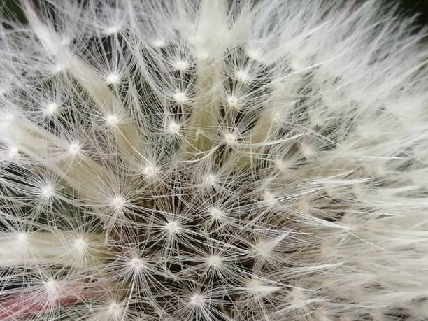 istock Flower in the country 1173562094