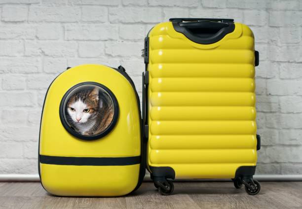 istock Cute tabby cat in a backpack carrier next to yellow suitcase is ready to travel. 1173562165