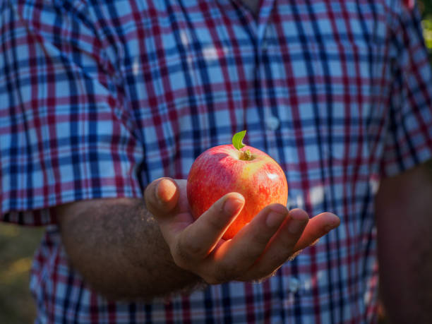 istock Tractor working in the field during apple harvest 1173565392