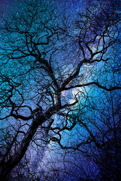 Photo of Silhouette of a twisted tree in winter, strary night background