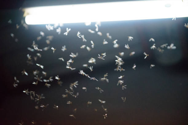 istock blur moth flying in the fire ,the neon light in night time, it's raining time. 1173568470