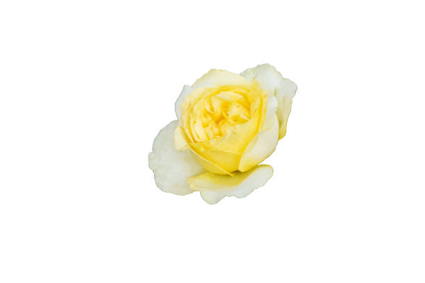 istock Yellow,Pink,white  Rose flower on white background . 1173568549