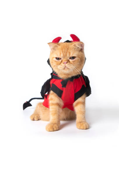 istock Little cat wearing devil suit for halloween on white background. 1173568707