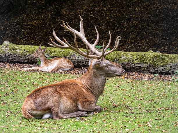 istock Germany Harz a huge resting roebuck on the fields 1173569247