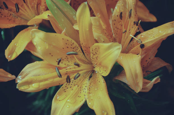 istock Orange lilly in the garden 1173570083