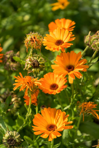 orange flowers calendula in summer garden. Blooming orange flowers calendula in summer garden. pot marigold stock pictures, royalty-free photos & images