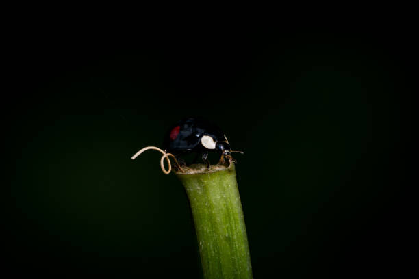 Ladybugs on wild plants, North China