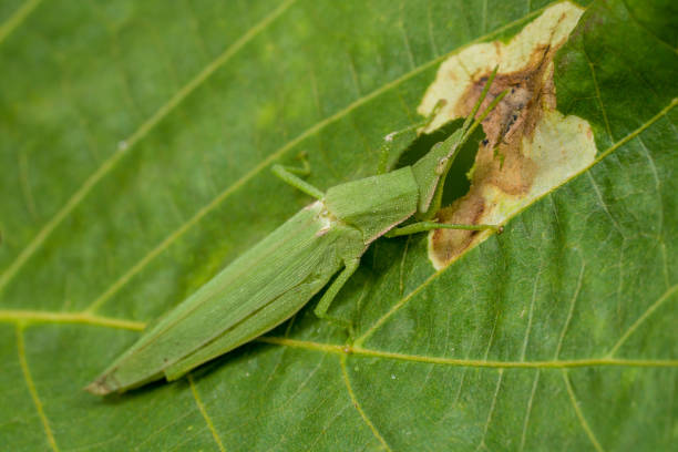 istock Long-headed grasshopper nibbling away the leaves 1173571439