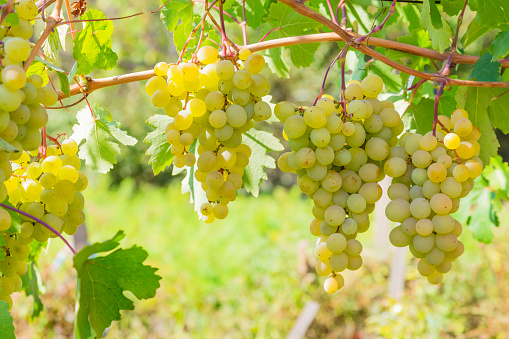 Gardening, agriculture, agronomy, fruit and berry cultivation. Harvest season. Viticulture. Healthy food. Ripe bunches of yellow white grape fruit hanging on a vine on a bush in a vineyard garden on a warm sunny day