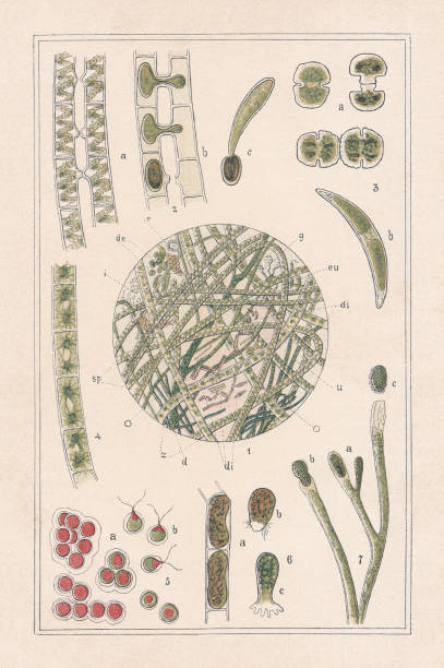 Freshwater algae, chromotypogravure, published in 1894 Freshwater algae: 1) Organisms in a drop of water, d) Tree-branched thread algae, de) Desmidiaceae, di) Diatoms, eu) Euglena, g) Bell animalcule (Vorticellidae), i) Free-swimming infusoria, o) Swinging threads, r) Wheel animal (Rotifera), sp) Spirotaenia obscura, u) Ulothrix, z) Zygnema; 2)  Spirotaenia obscura, a and b) Formation of the yoke spores, c) Germinating spore; 3) Monocellular algae; 4) Thread algae with star-shaped leaf green structures; 5) Snow algae (Watermelon snow), b) Swarm spores; 6) Oedogonium, a) Part of thread, b) Hatched spore, c) Germinating spore; 7 a - c) Development of swarm spores of yellow-green algae Vaucheria. Chromotypogravure, published in 1894. rotifera stock illustrations