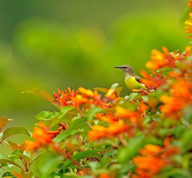 istock Purple-rumped Sunbird - female 1173576309