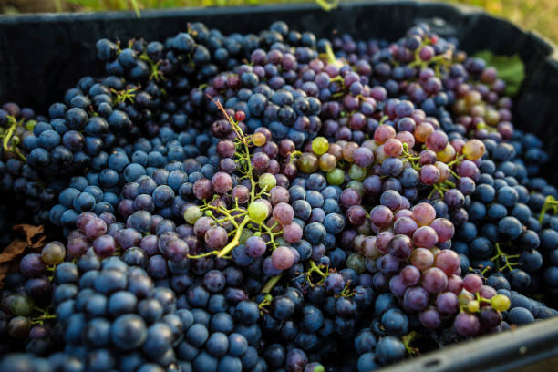 istock Bunch of grape in crate in vineyard 1173577754