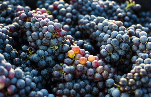 istock Bunch of grape in crate in vineyard 1173577819