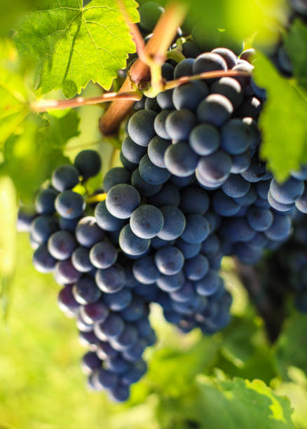 istock Bunch of grape on branch in vineyard 1173577980