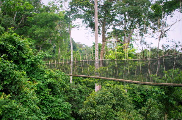 istock High canopy walkway within tropical rainforest in Ghana 1173578060