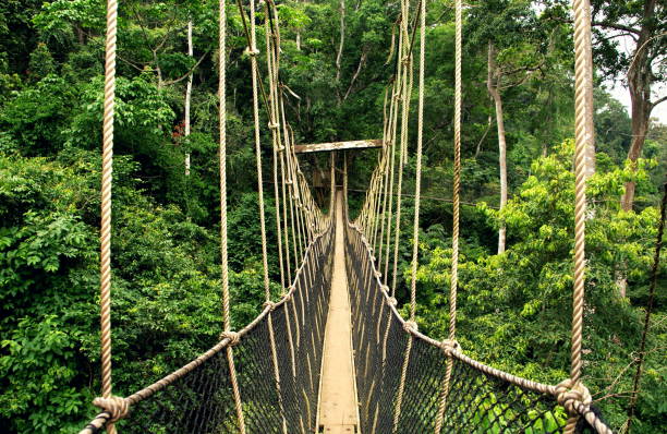 Stunning canopy walkway at Kakum National Park (Ghana) Travelling Ghana 04/05 2018. Sony DSC. canopy tour photos stock pictures, royalty-free photos & images