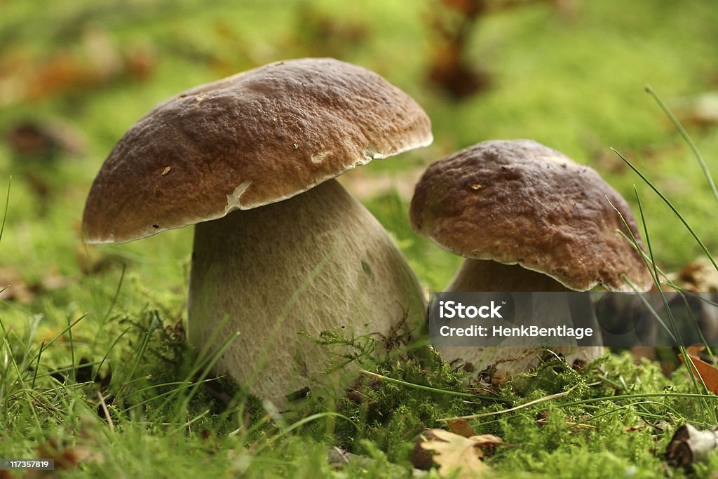 Autumn scene: two mushrooms  Autumn Stock Photo