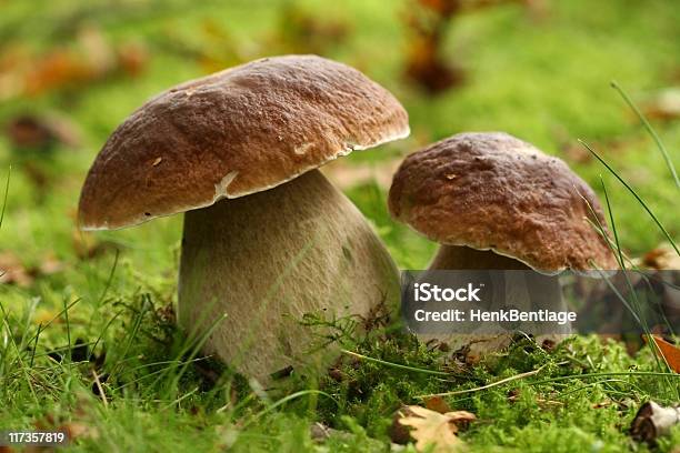 Autumn Scene Two Mushrooms Stock Photo - Download Image Now - Autumn, Brown, Color Image