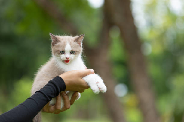istock Adorable  kitten sitting on human hand  in the park. 1173579232
