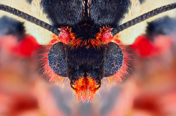 istock Extreme macro portrait of moth 1173579322