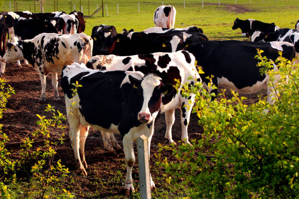 istock Cows on sunny green pasture 1173580838