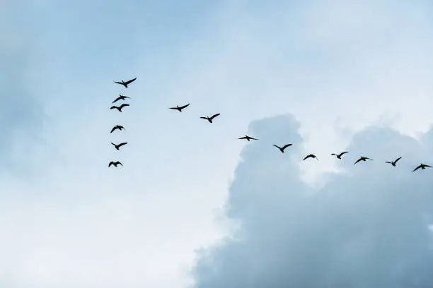 Photo of Group of geese flying in V formation against a blue background