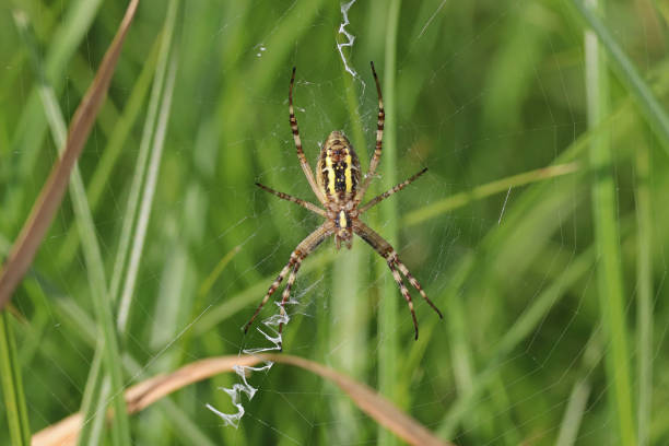 The wasp spider (Argiope bruennichi) is a species of orb-web spider distributed throughout central Europe, northern Europe, north Africa, parts of Asia and in the Azores archipelago. Like many other members of the genus Argiope, it shows striking yellow and black markings on its abdomen.The spider builds a spiral orb web at dawn or dusk, commonly in long grass a little above ground level, taking it approximately an hour. The prominent zigzag shape called the stabilimentum, or web decoration, featured at the centre of the orb is of uncertain function, though it may be to attract insects.When a prey item is first caught in the web, Argiope bruennichi will quickly immobilise its prey by wrapping it in silk. The prey is then bitten and then injected with a paralysing venom and a protein dissolving enzyme.The male of the species is much smaller than the female. It can often be seen in or near a female's web waiting for her to complete her final moult, at which time she reaches sexual maturity. At this time her chelicerae (jaws) will be soft for a short time and the male may mate with the female without the danger of being eaten.During Summer 2006, research was carried out in the UK to find that there has been an influx of these spiders to the UK (source Wikipedia).This Spider is becoming quite common in the Netherlands. It came for the last Decades to the North of Europe through warming up the Climate.