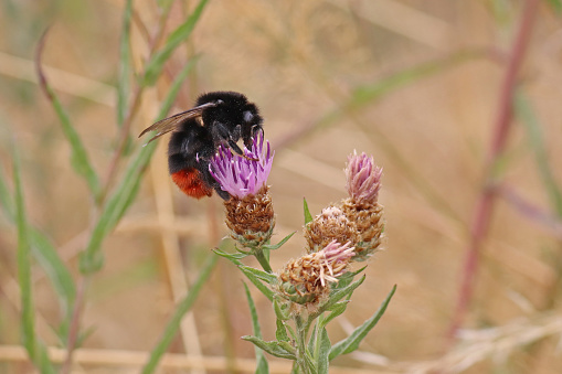 A female wall bumblebee (Bombus lapidarius).