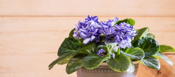 istock beautiful blooming violet flowers 1173582237