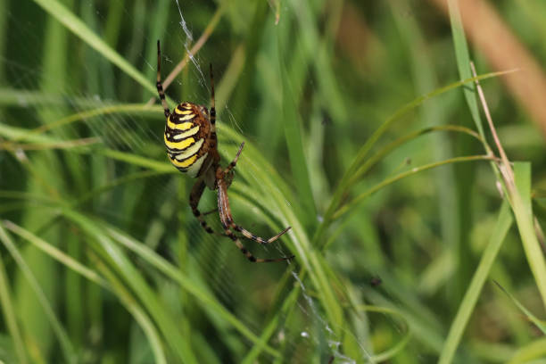 istock The argiope hornet on its canvas (Argiope bruennichi). 1173582242