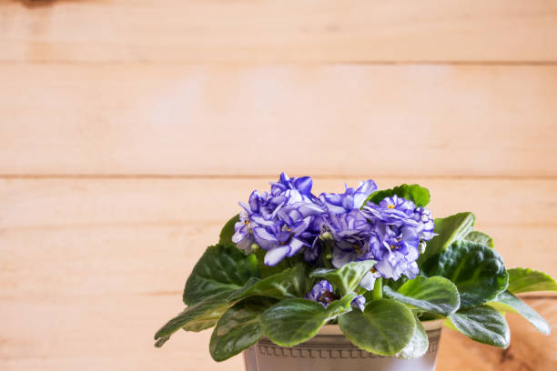 istock beautiful blooming violet flowers 1173582259