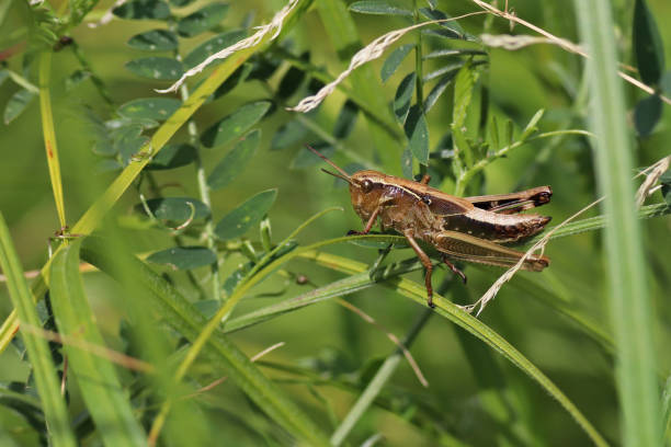 istock A cricket of pastures (Chorthippus parallelus). 1173582355