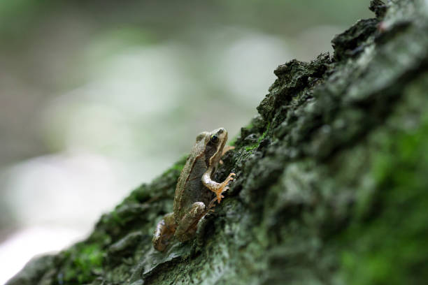 Small European common brown frog on tree. Rana temporaria amphibian in forest
