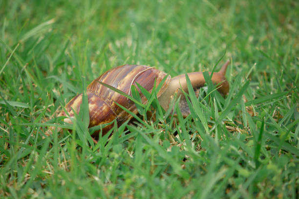 Asian trampsnail,is a species of small,invasive land snail.It's a pulmonate gastropod terrestrial mollusc in the family Bradybaenidae.Most broadly-distributed species of terrestrial snail in the World