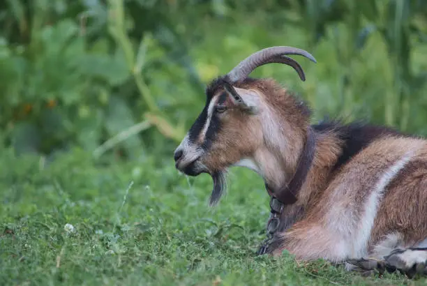 Photo of portrait of black adult goat grassing on summer meadow field at village countryside