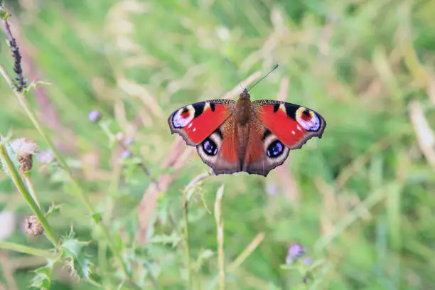 Photo of European peacock butterfly in summer garden, top view