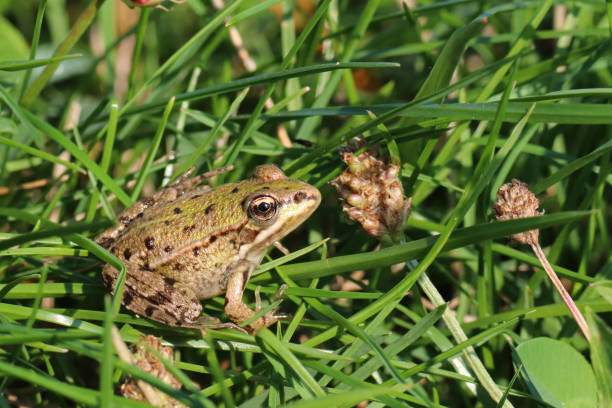 istock Subadult green frog (Pelophylax kl. esculata). 1173584636