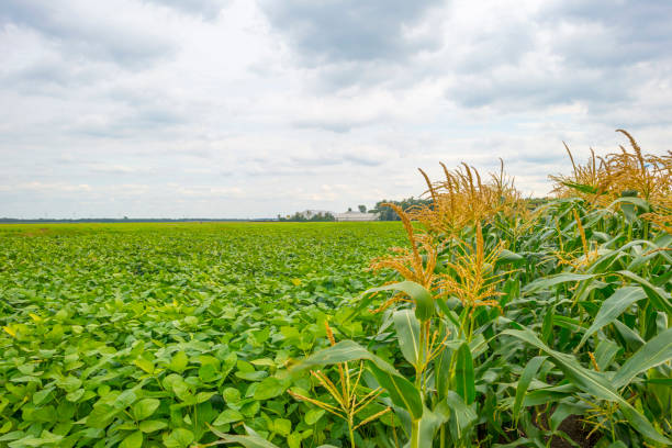 Soybean growing on a field below a cloudy sky in summer Soybean growing on a field below a cloudy sky in summer almere photos stock pictures, royalty-free photos & images