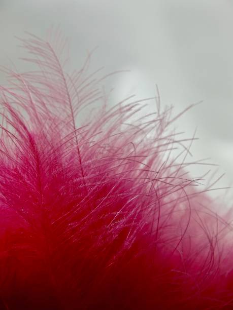 Macro of the tips of pink feathers