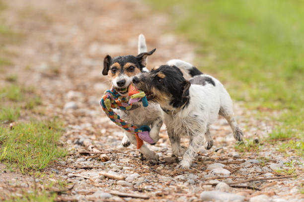2匹の犬が走り、草原でボールで遊びます。彼女の雌犬と若いかわいいジャックラッセルテリアの子犬 - bitch ストックフォトと画像