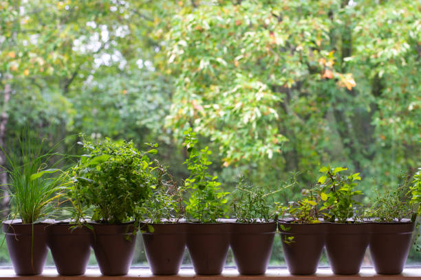 istock Variety of indoor herbs on a window sill 1173585689