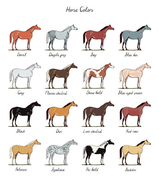 Set of horse color chart breeds.  Equine coat colors with text. Equestrian scheme. Black, bay, sorrel, chestnut, dun, dapple grey, appaloosa, pie-bald types of horses. Hand drawn vector flat cartoon appaloosa stock illustrations