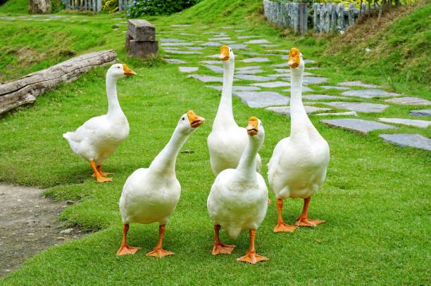 istock Group of white goose walking on grass field 1173585866