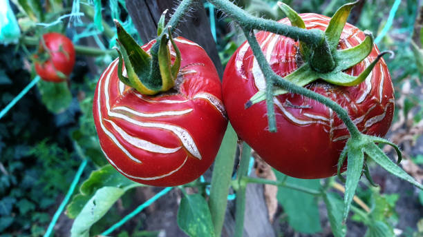 Summer aesthetics. Autumn textures. Seasonal backgrounds. Natural backdrop. Organic vegetable gardening. Harvest time in kitchen garden. la vista superior de los tomates rojos maduros con superficie agrietada parece un primer plano de cicatrices blancas. un montón de verduras de tomate en el jardín de la cocina en el momento de la cosecha. jardinería vegetal orgánica. texturas naturales
