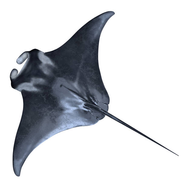 manta von oben isoliert auf weiß - manta ray stock-fotos und bilder