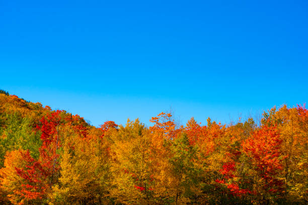 ニューイングランドのインディアンサマーバイブス、アメリカ - cherry tree tree autumn multi colored ストックフォトと画像